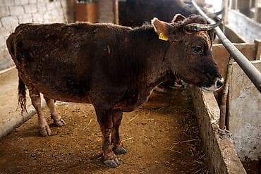 Үй жаныбарлары: Сатам | Уй (ургаачы) | Көбөйтүү үчүн | Байланган — 1