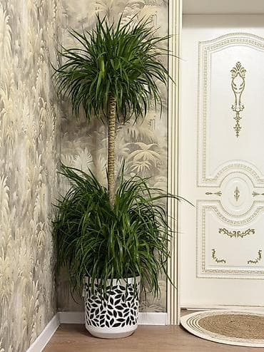 комнатные расстения: 🌿 Продается драцена! Высота: 185 см Цена: 5000 с 🌱 Хотите добавить — 1