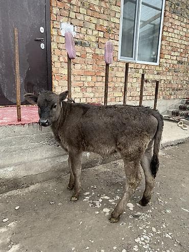 породистые кошки бишкек: Продаю | Тёлка | Алатауская | Для разведения — 1