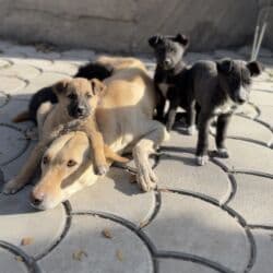 джек рассел собака: Пристраиваем щенков в хорошие добрые руки. Мама крупная дворняжка — 12