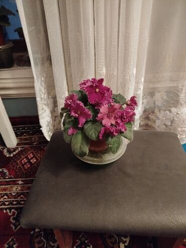 газонная трава цена за 1 кг бишкек: Сенполии (фиалки узамбарские) — коллекция домашних сортов в горшках — 2