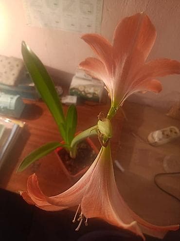 декоративные растение: Комнатные цветы бигония сансиверия долларовое дерево — 4