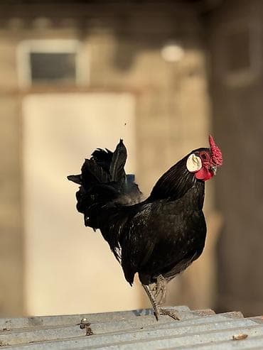 яица для инкубации: Продаю | Куры, Петух — 4