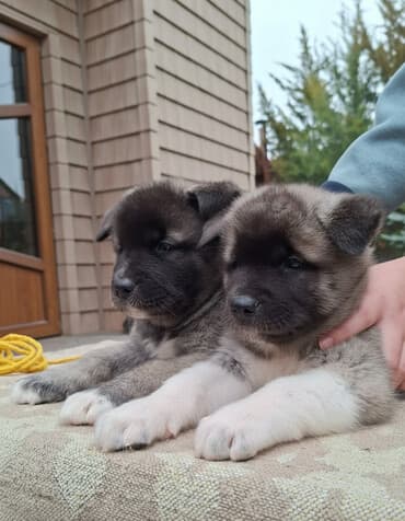 собака сокулук: Щенки Американской акиты с плотной плюшевой шерстью и яркой маской — 1