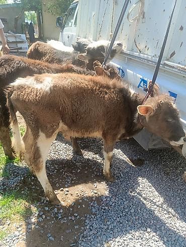 продать животных: Продаю | Бык (самец) | Полукровка — 2