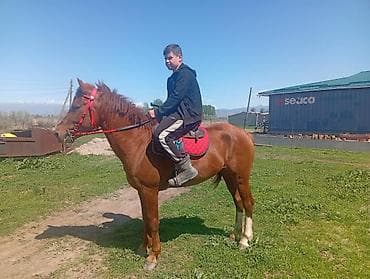 анти лай: Продаю | Жеребец | Рабочий — 3