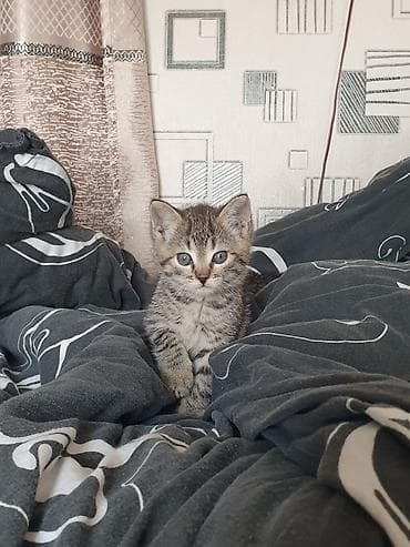 dojki 228: Котёнок, тигровый окрас .мальчик. 3 месяца — 1