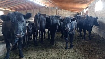 продаю породистых коров: Продаю | Корова (самка), Бык (самец), Музоо, торпок | Абердин-ангус | Для разведения, Для молока — 1
