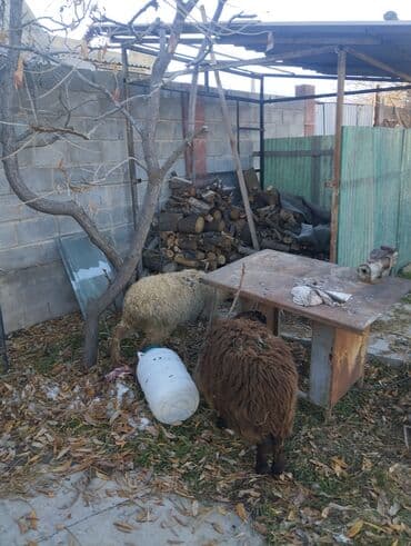 продаю дойную козу: Продаю | Овца (самка) | Полукровка | Для разведения | Матка — 4