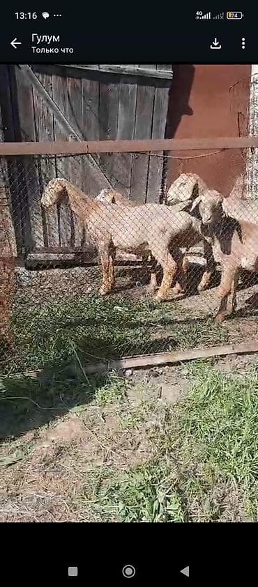 кормовые добавки: Продаю | Ягненок | Полукровка | На забой — 4