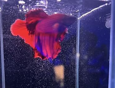 Петушок Betta splendens, самец, вуалехвост. - Окрас: насыщенный