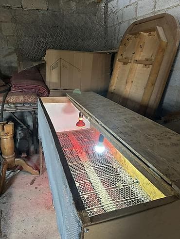 Сельхоз промышленность: Брудер/клетка для выращивания птенцов (цыплят, перепелов, индюшат) - — 1