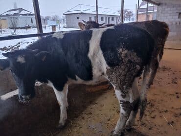 Сатам | Кунаажын | Голштин | Бордоп семиртүү үчүн | Байланган — 7