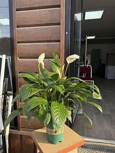 спатифилум женское счастье: Комнатные растения в горшках — для дома и офиса В ассортименте на — 2