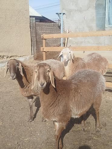 машинки для стрижки животных: Продаю | Ягненок, Баран (самец) | Арашан | Для разведения | Племенные — 7