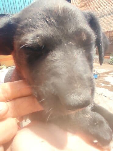 щенки белгийскоц овчарки: Ит бекер берилет: 2 айлык, Эркек — 13