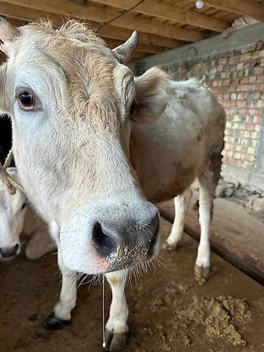 Собаки: Продаю | Тёлка | Алатауская | На забой | Не стельные — 9