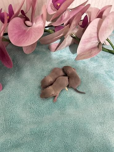 белая крыса: Продаю малышей монгольских песчанок. Возраст 1 месяц. 3 девочки и один — 9