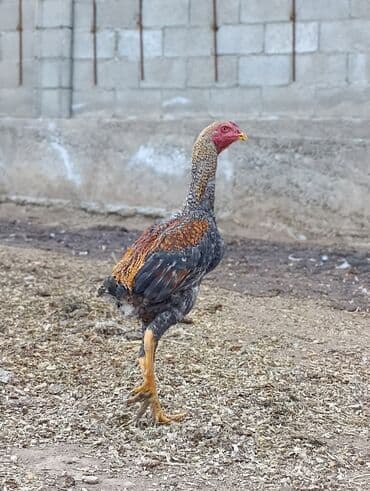 отдам даром охотничью собаку: Продаю | Петух | Дакан | Для разведения — 3