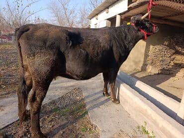 корм для домашних животных: Продаю | Корова (самка), Бык (самец), Тёлка | Полукровка, Алатауская — 3