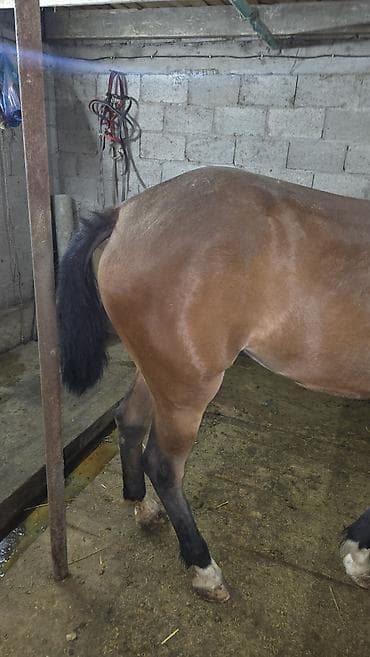 лошадь цена: Продаю | Кобыла (самка) | Для разведения — 6