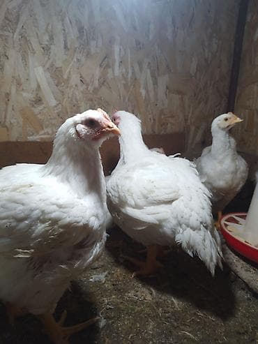 корм для голубей: Продаю | Куры | Бройлерная | На забой — 4