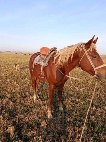 ит рабочий: Продаю | Жеребец | Рабочий | Осеменитель — 5