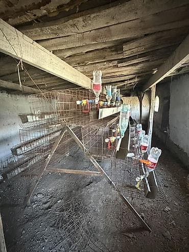 сетка 3д: Клеточные батареи для содержания птицы/кроликов/ курицы - — 1