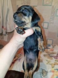 продажа щенков немецкой овчарки в бишкеке с документами: Готовятся к бронированию щенки таксы . Родились 22 октября. им уже25 — 15