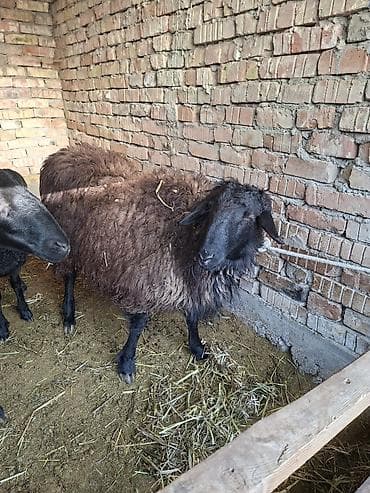 Продаю | Баран (самец) | Для разведения | Матка