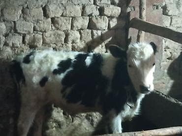 туки: Продаю | Бык (самец) | На откорм | Привязанные — 2