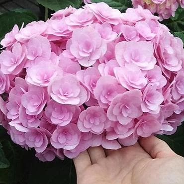 дарбыз поля: Көчөттөр — 5