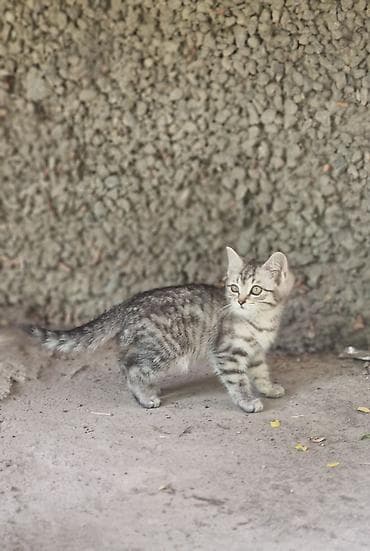Животные: 3 месяца, Девочка — 3