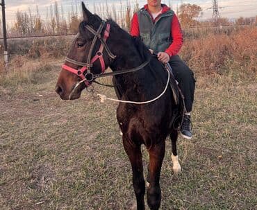 продаю ячмен: Продаю | Конь (самец) | Полукровка | Рабочий | Племенные — 1