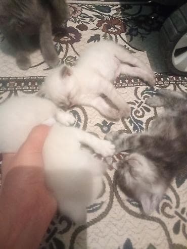 Животные: Котята, домашний помёт. - Окрас: есть дымчатые/мраморные серебристые — 4