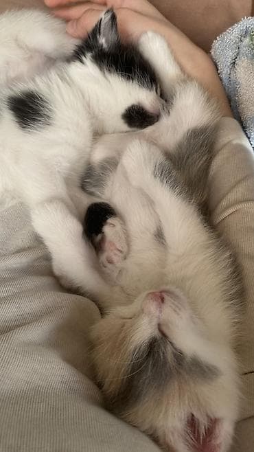 кошка шотланская: Отдам котят в добрые руки 🐾 Ищем заботливых хозяев для трёх — 8