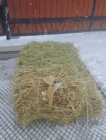 обезьяны живые: Читайте внимательно описание пожалуйста. Сено в тюках разнотравье есть — 4