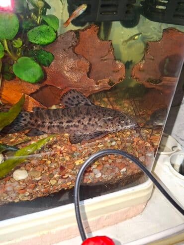 эр тоокум: Сом таракатум с характерным пятнистым узором и крупным спинным — 1