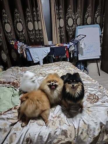 Шпиц, 2 года, Самец at lalafo.kg Шпиц, 2 года, Самец