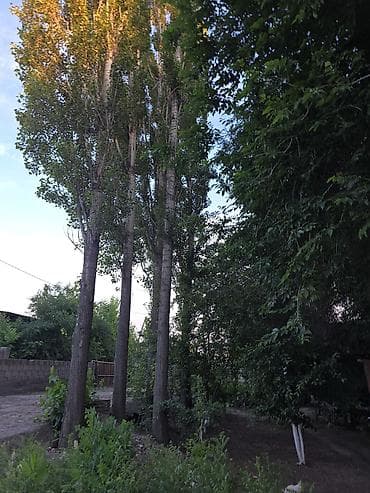 тополь: Черенки — 2