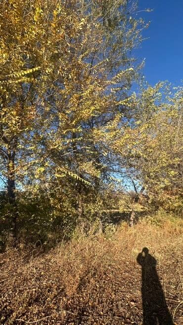 двер бишкек: Отун Карагач — 5