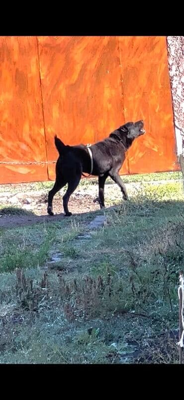 джек рассел собака цена: Алабай, 2 года, Самка, С прививкой, С родословной — 2