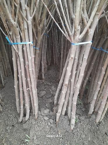 яблоки груши: Плодовые деревья. разных сортов.Черешня колированная яблони разных — 1