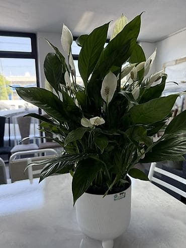 Бөлмө өсүмдүктөрү: Комнатные растения в декоративных горшках - Ассортимент: компактные — 5