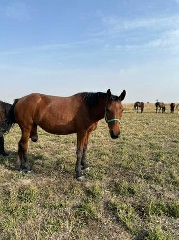 тюк пресс: Продаю | Жеребенок, Кобыла (самка), Жеребец | Кара Жорго | Для разведения, На забой, Рабочий — 5