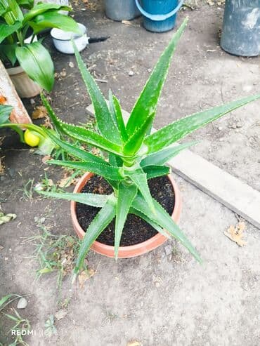 алоэ вера форевер: Растение алоэ с мясистыми, заостренными листьями ярко-зеленого цвета — 3