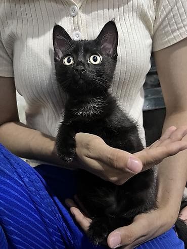 Животные: Котята — домашние компаньоны - Возраст: примерно 2–3 месяца (по фото — 3