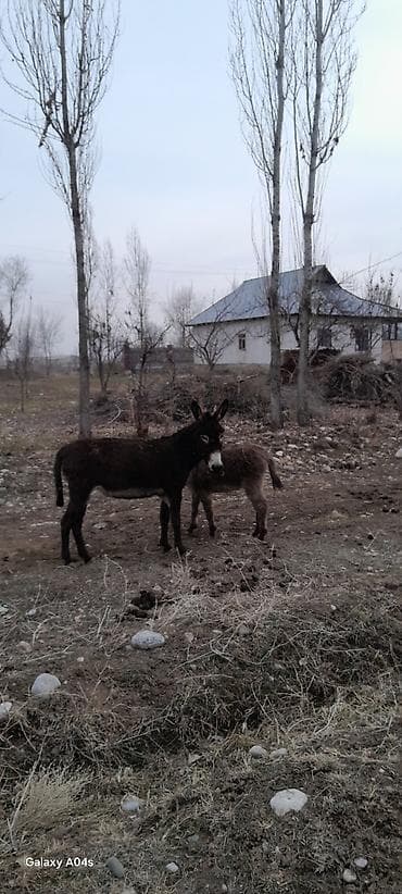 арпа урук бишкек: Ослы, пара молодых животных. - Порода: домашние ослы — 1