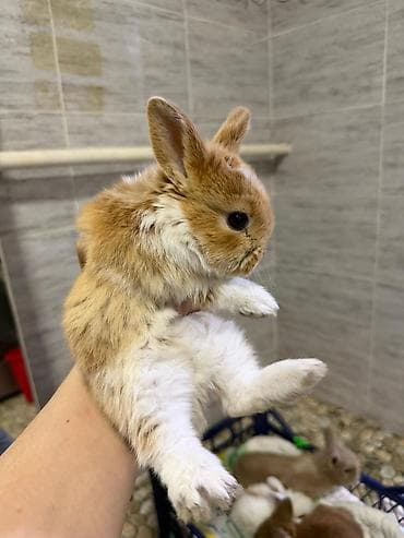 кошки каракол: Кролик с окрасом, сочетающим белый и светло-коричневый цвета. Обладает — 2