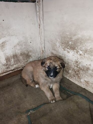 хаски щенок: Отдам щенят в добрые руки, щенкам 2 месяца, Отличные спутники и — 3